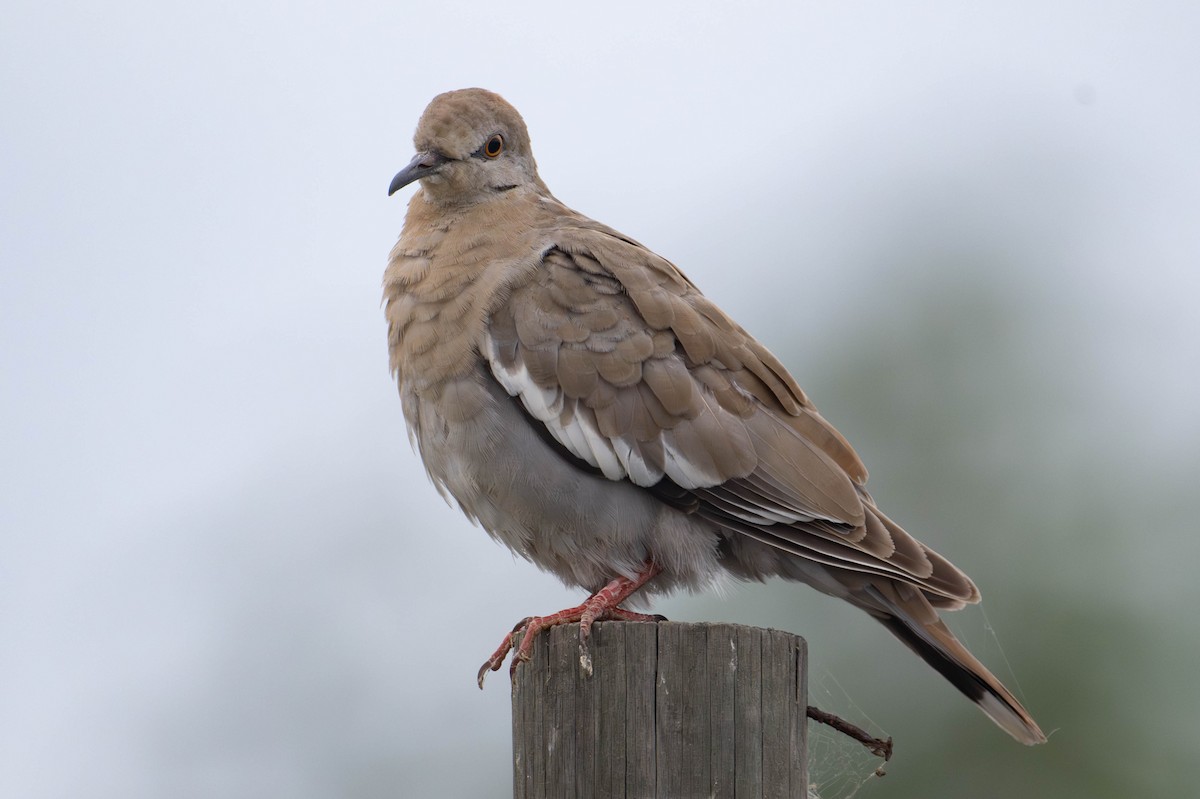 White-winged Dove - ML641777121