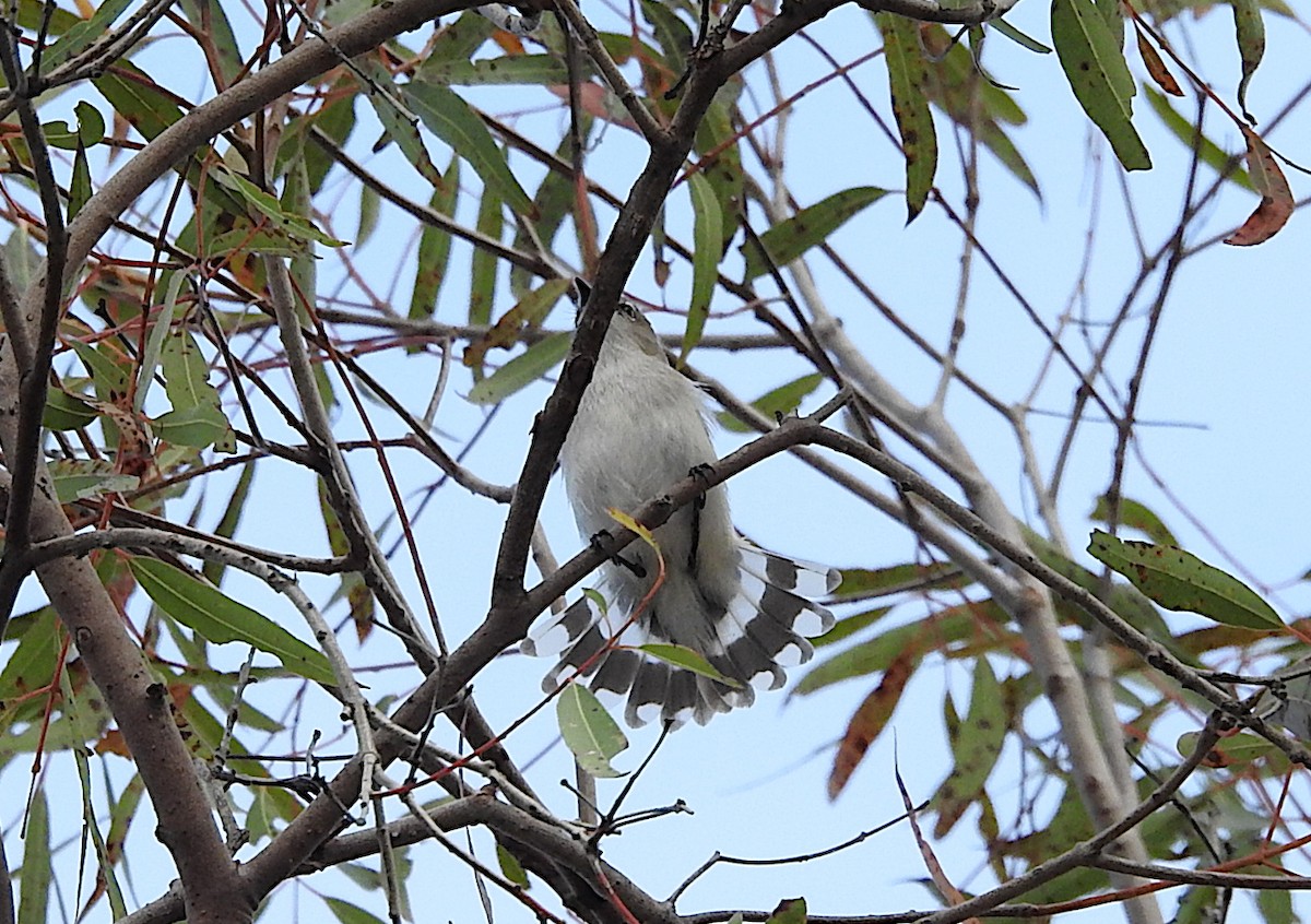 Western Gerygone - ML641777154