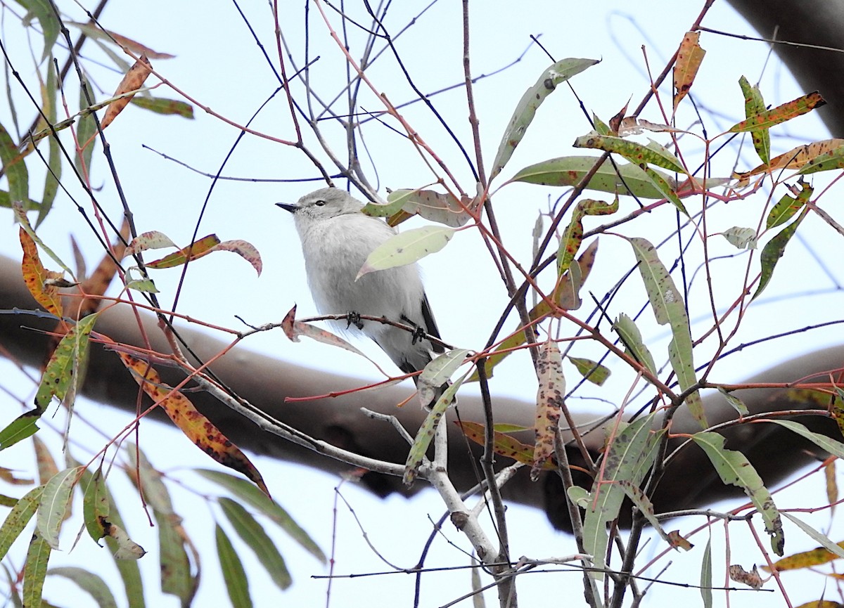 Western Gerygone - ML641777155