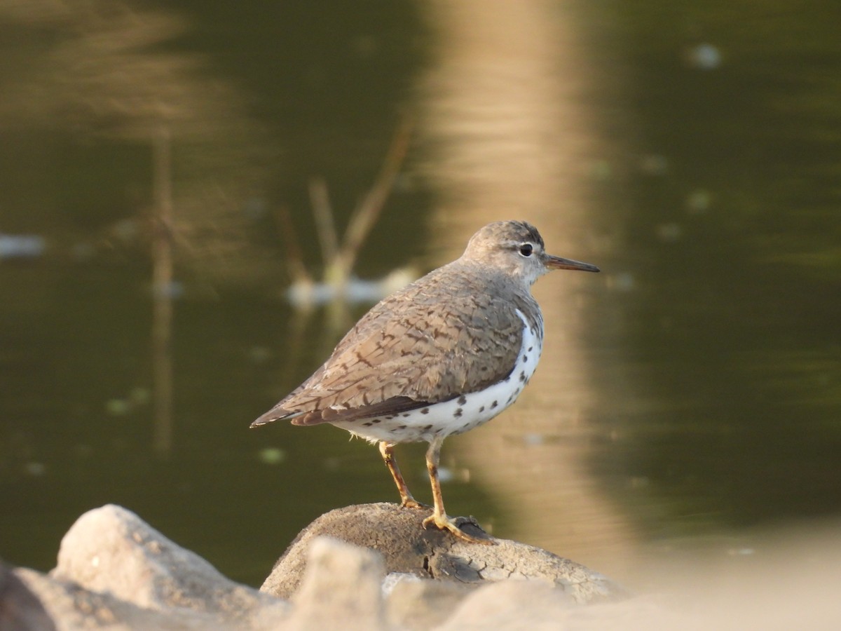 Spotted Sandpiper - ML641777173