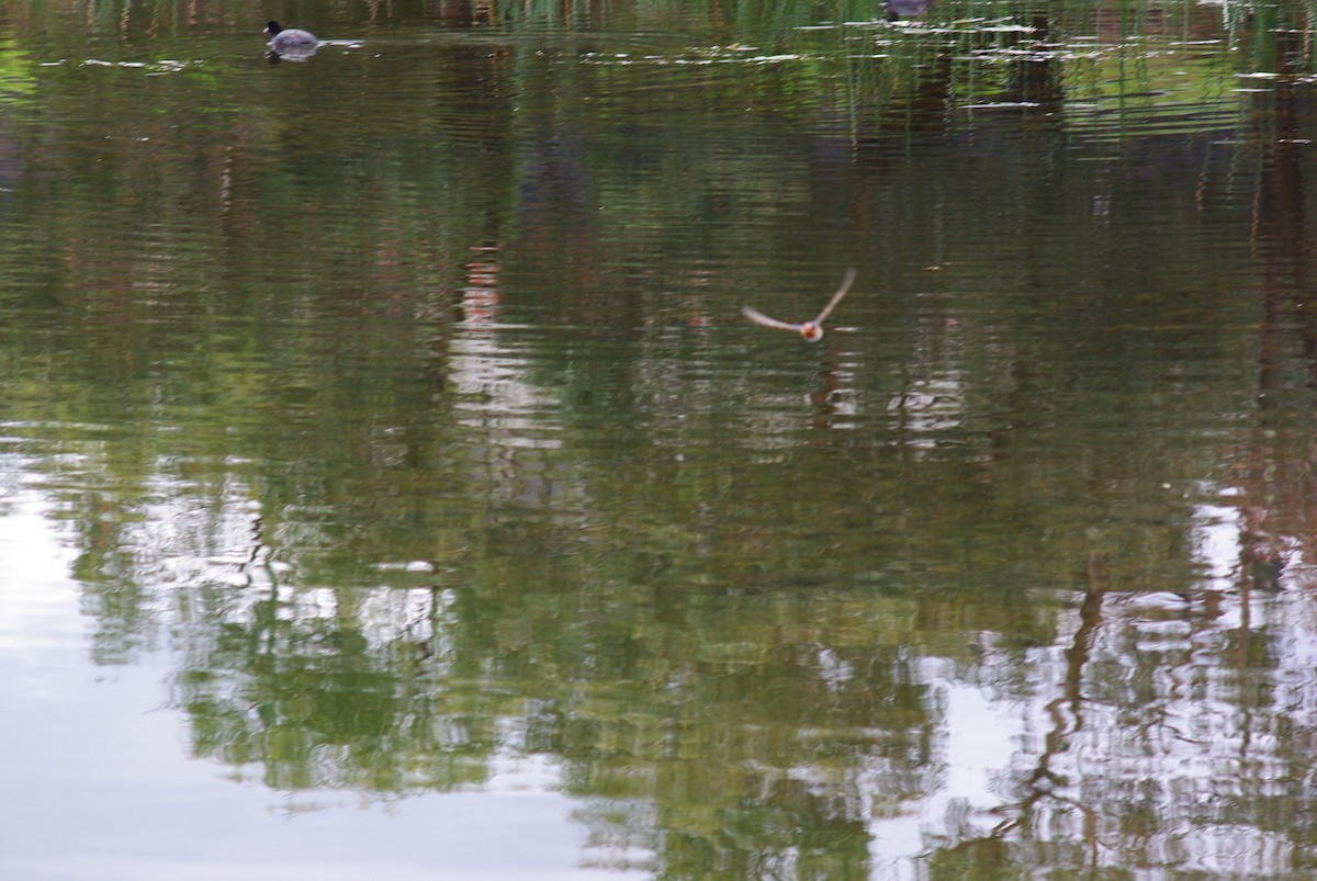 Welcome Swallow - ML641777184