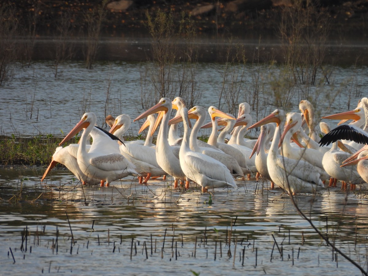 American White Pelican - ML641777188
