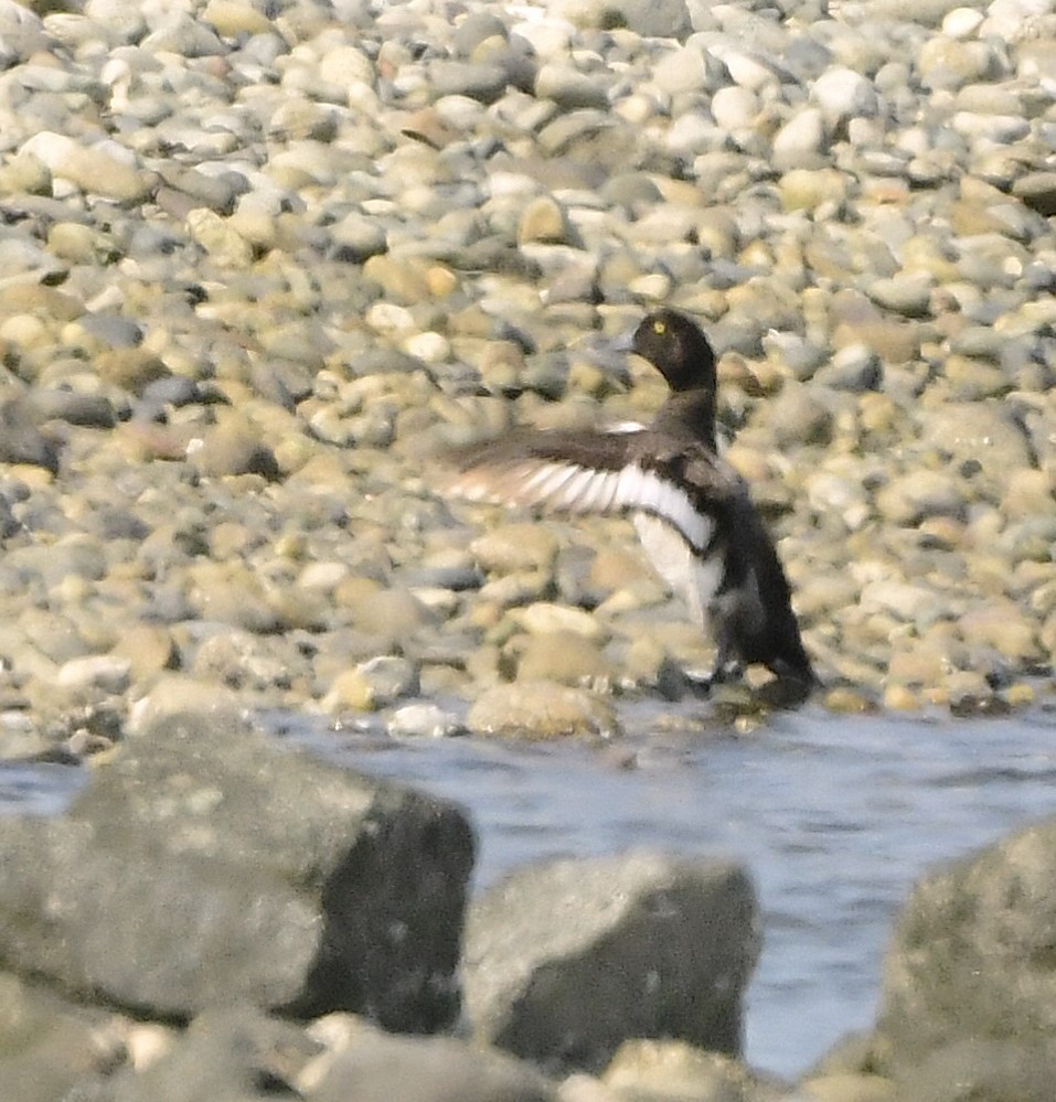 Greater Scaup - ML641777198