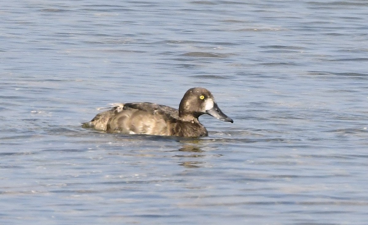 Greater Scaup - ML641777213