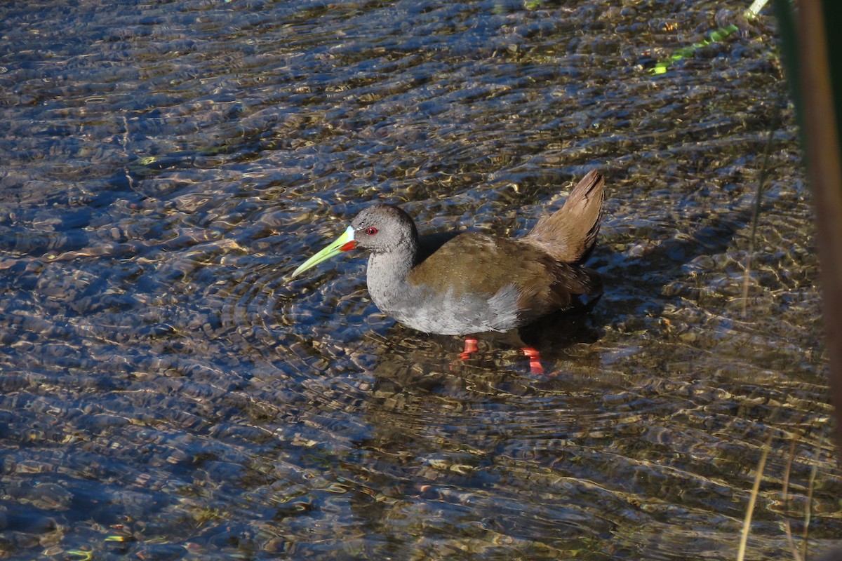 Plumbeous Rail - ML641777228
