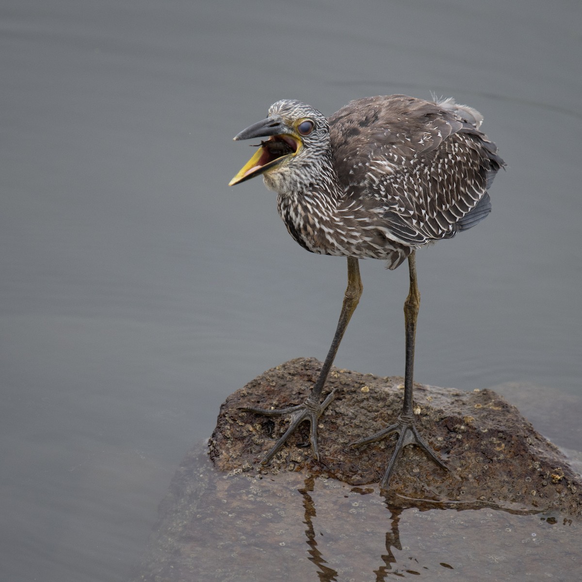 Yellow-crowned Night Heron - ML641777236