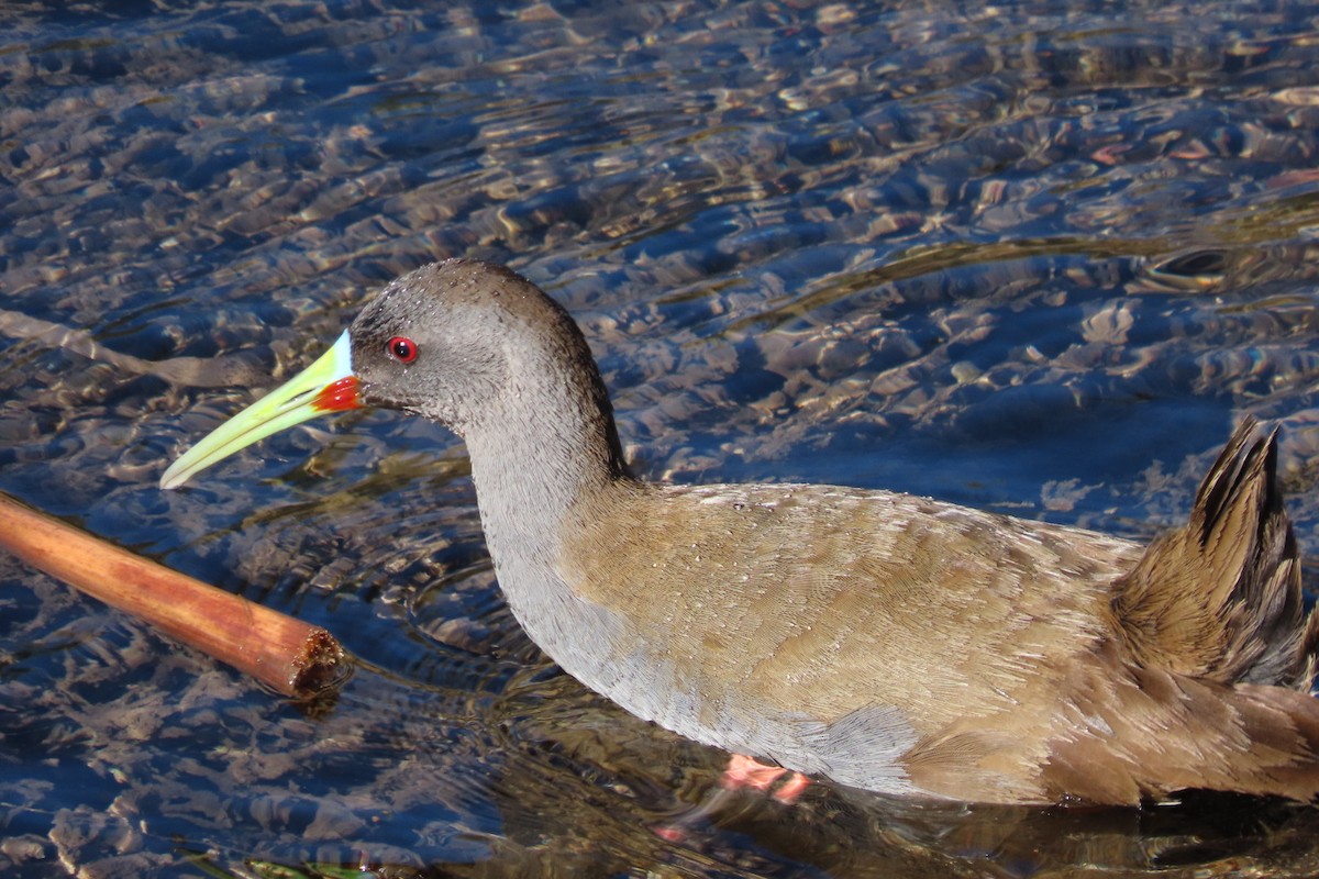Plumbeous Rail - ML641777258