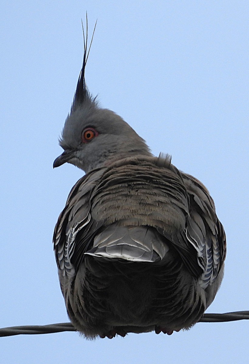 Crested Pigeon - ML641777267