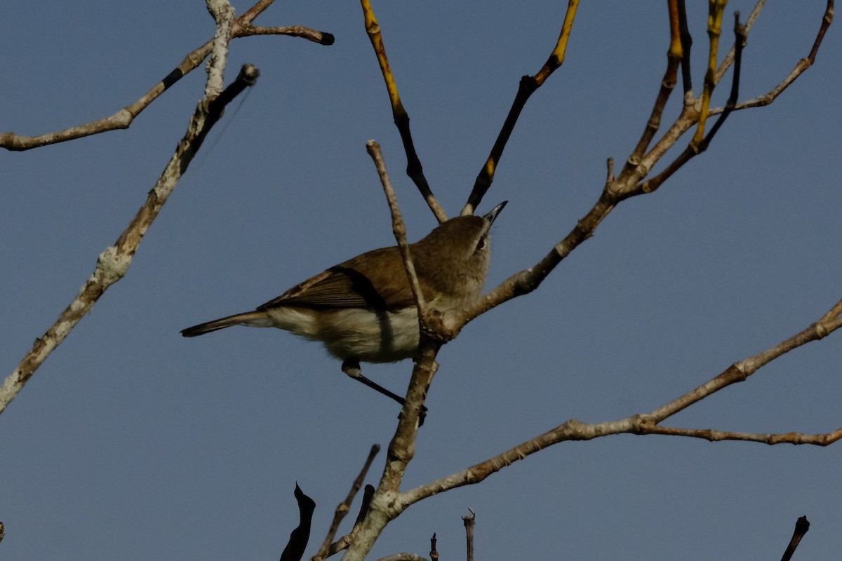 mangrovegerygone - ML641777269