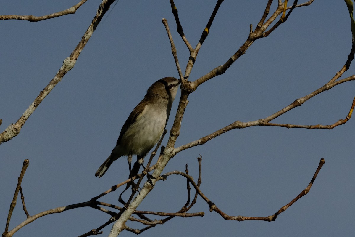 mangrovegerygone - ML641777270