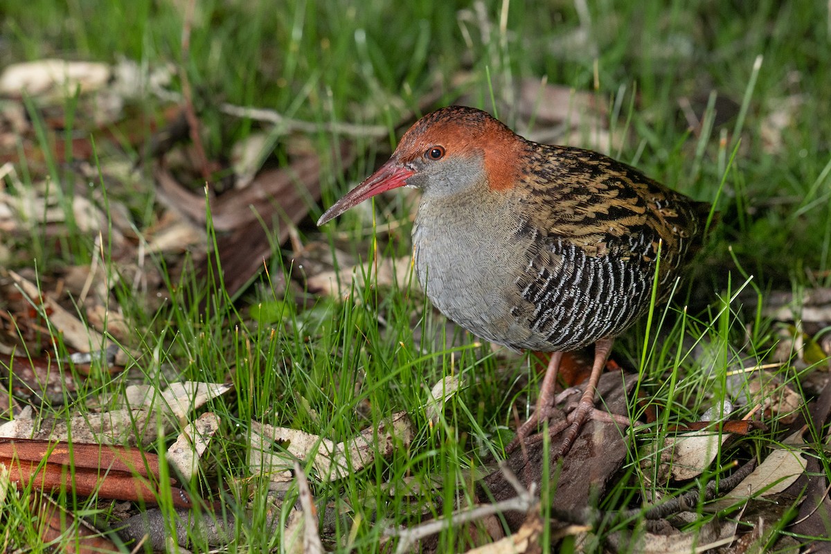 Lewin's Rail - ML641777280