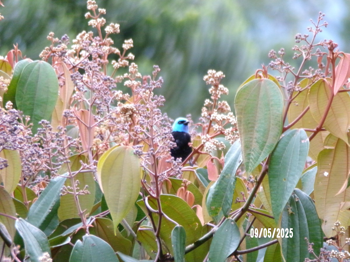 Blue-necked Tanager - ML641777292