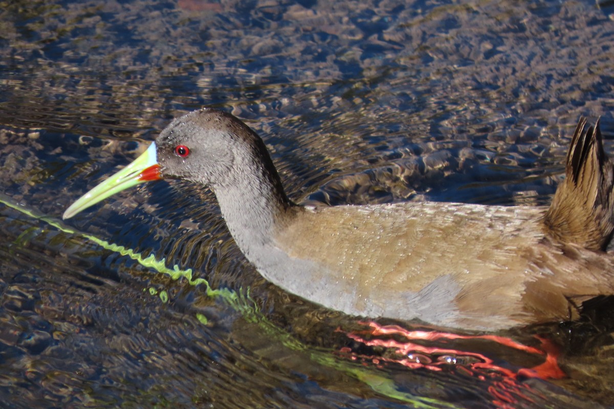 Plumbeous Rail - ML641777299