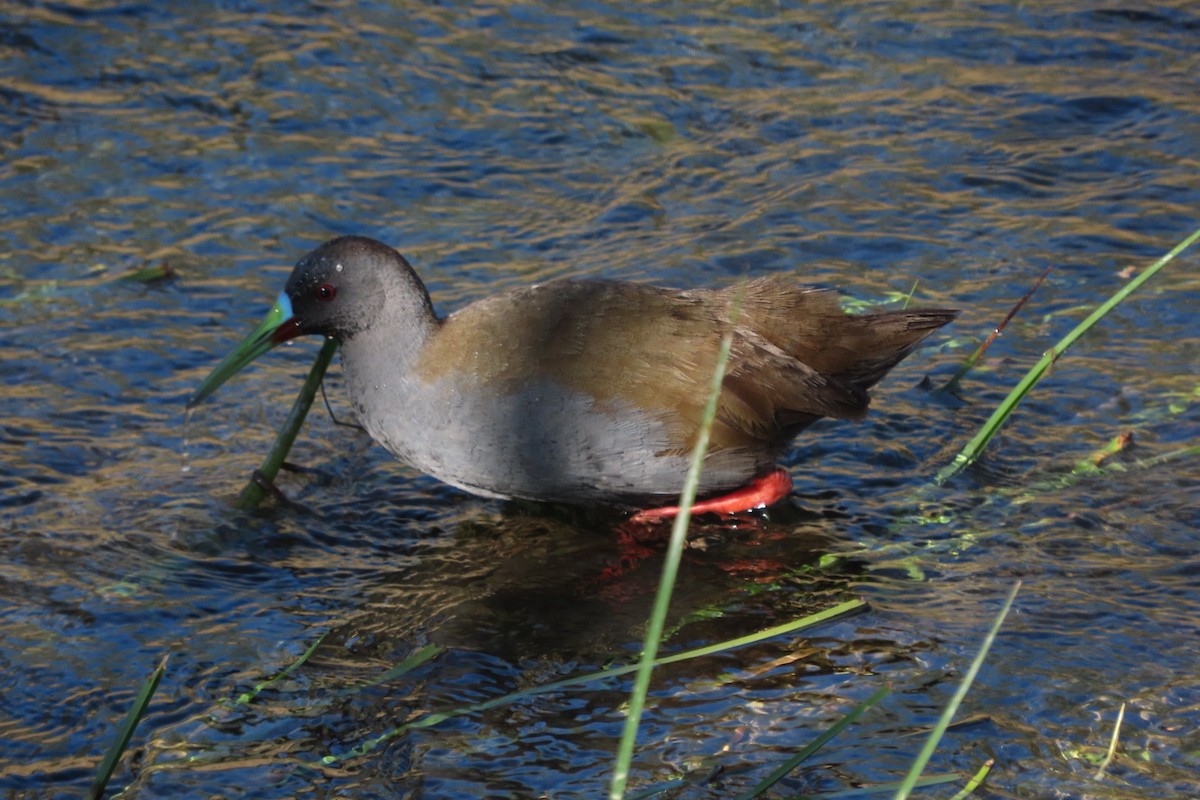 Plumbeous Rail - ML641777300