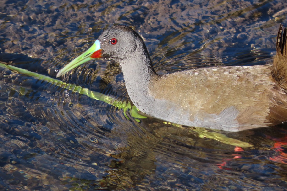 Plumbeous Rail - ML641777301