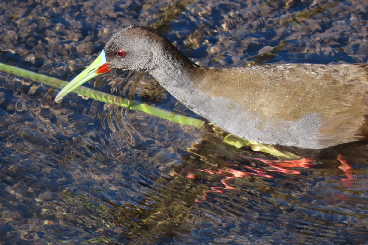 Plumbeous Rail - ML641777302