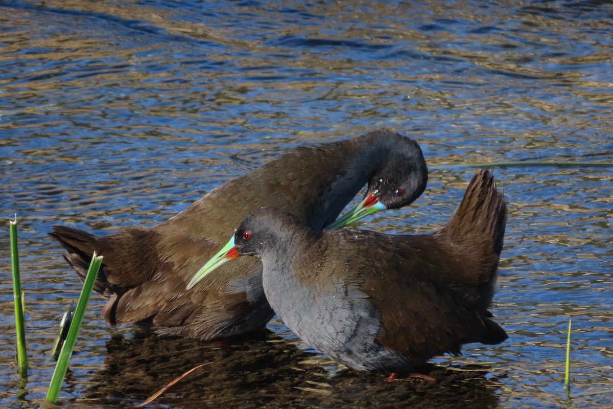 Plumbeous Rail - ML641777303