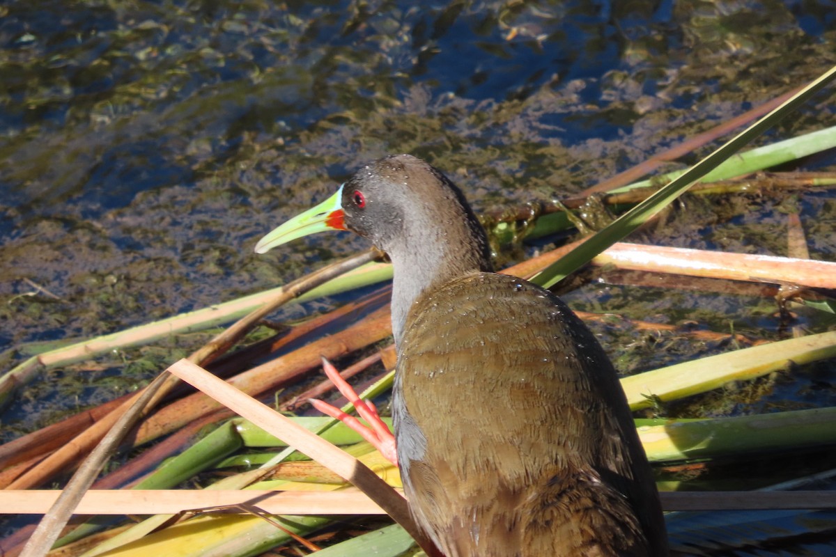 Plumbeous Rail - ML641777304