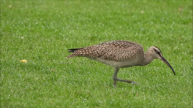 チュウシャクシギ（亜種 アメリカチュウシャクシギ） - ML641777324