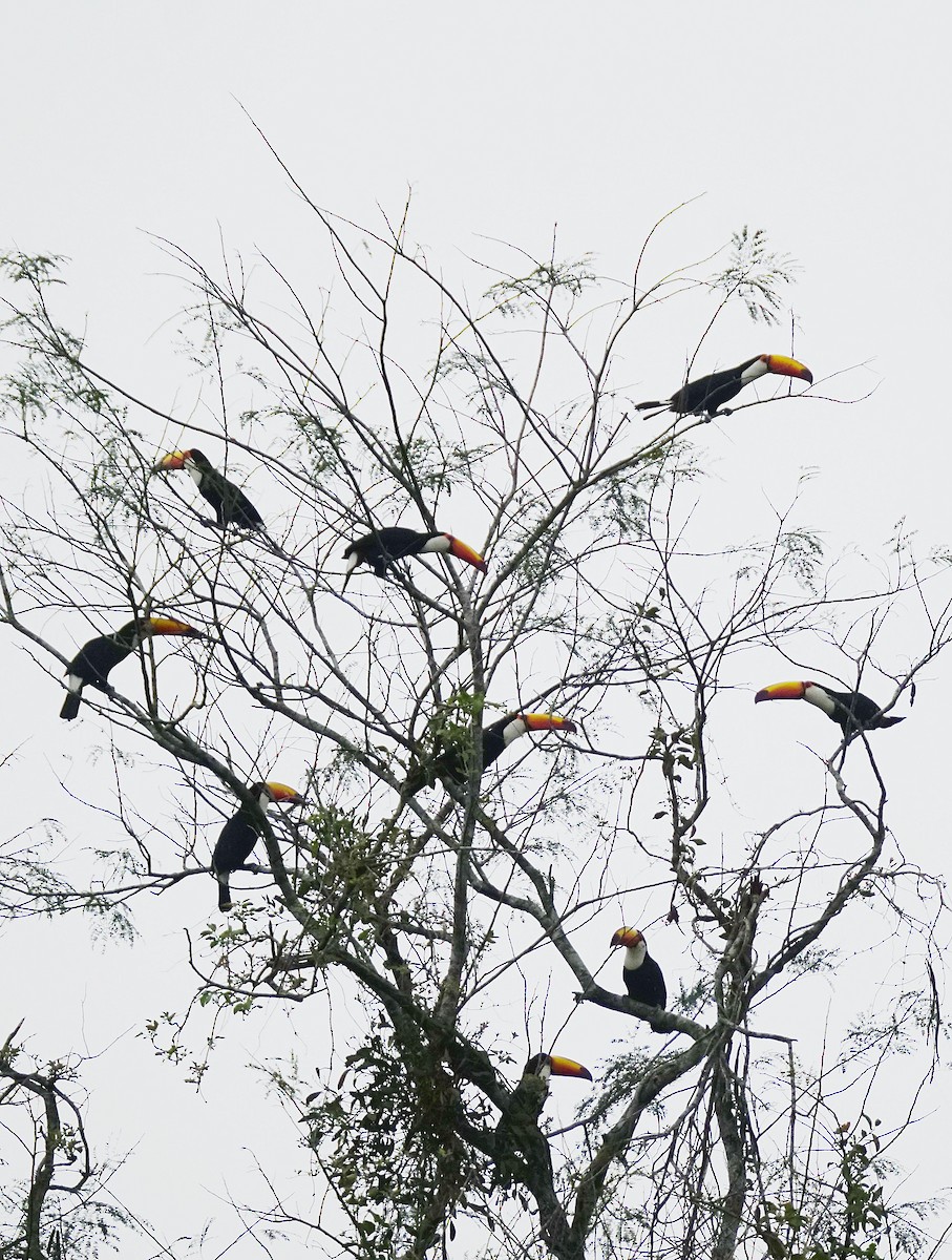 Toco Toucan - ML641777352