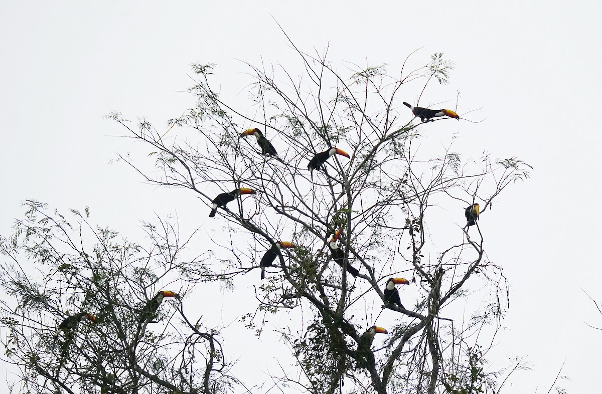 Toco Toucan - ML641777353