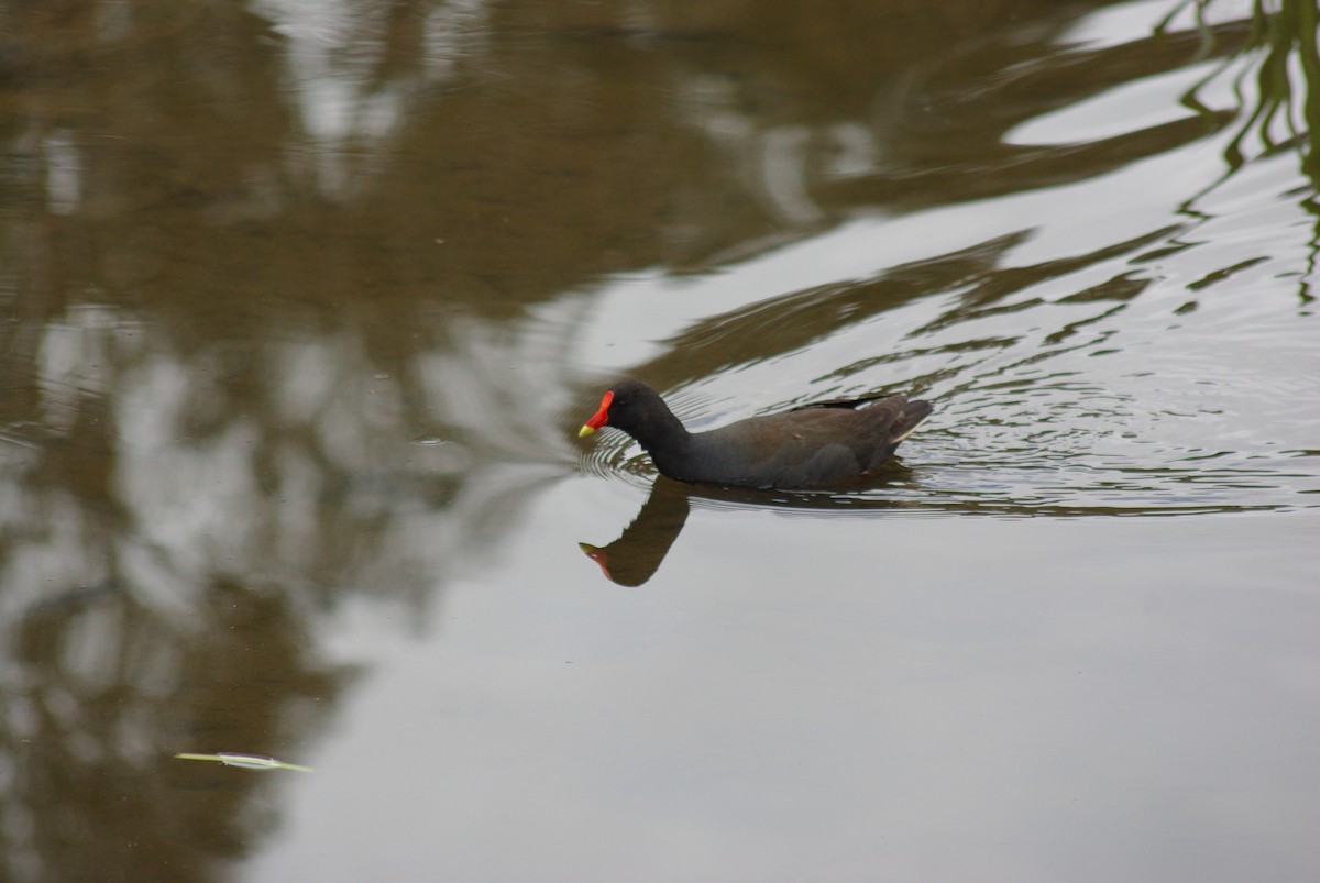 Dusky Moorhen - ML641777378