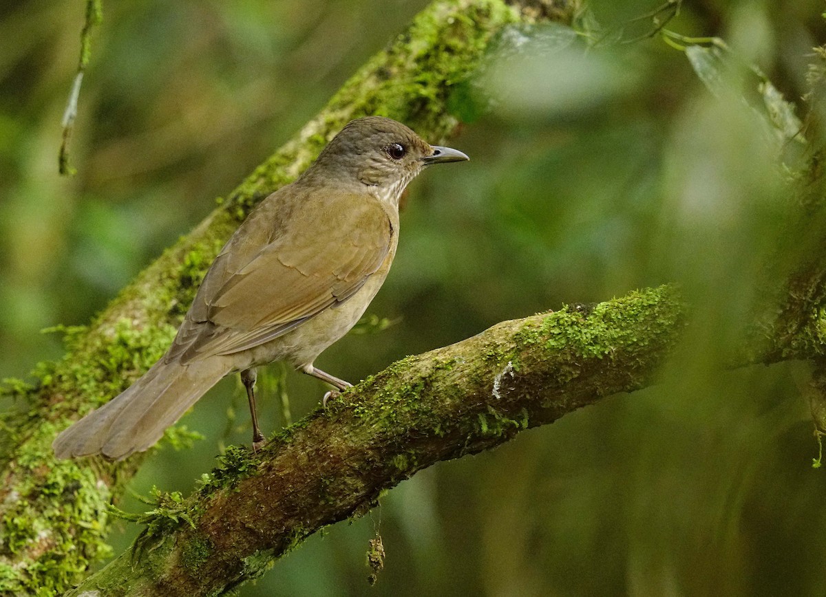 Pale-breasted Thrush - ML641777390