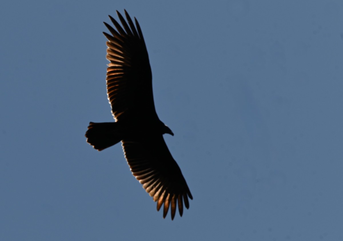 Turkey Vulture - ML641777392