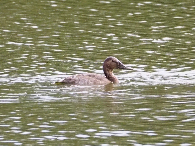 Canvasback - ML641777396