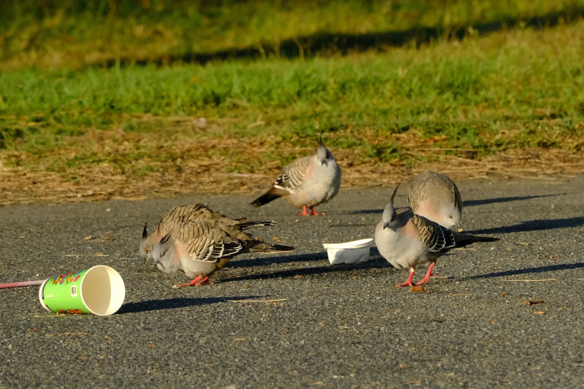 Crested Pigeon - ML641777506