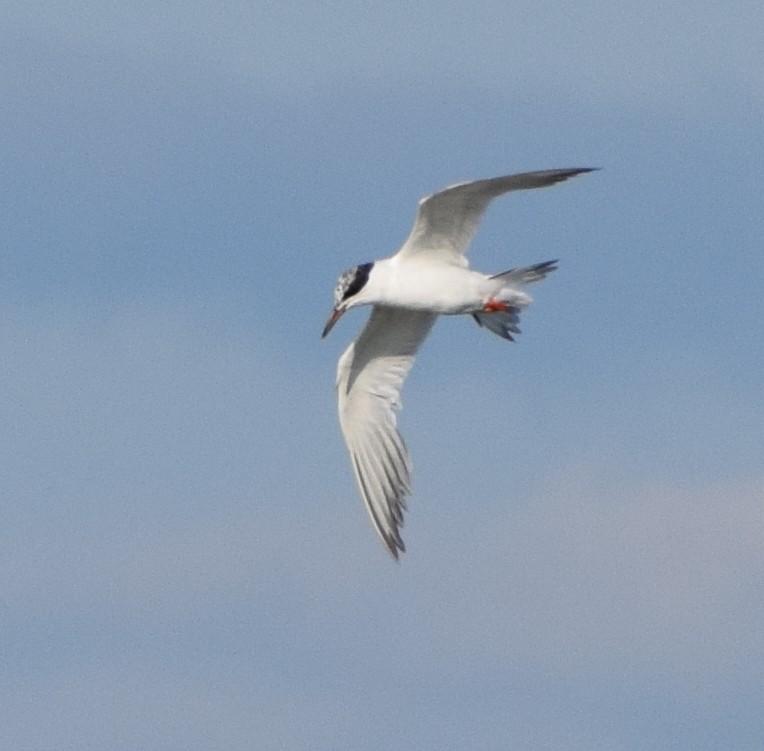 Forster's Tern - ML641777513