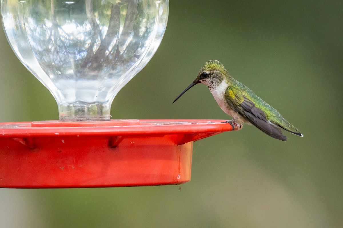 Black-chinned Hummingbird - ML641777522