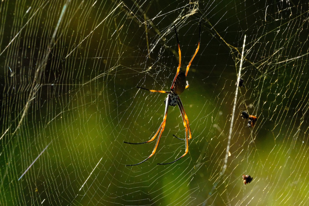 Edible Golden Silk Spider - ML641777532
