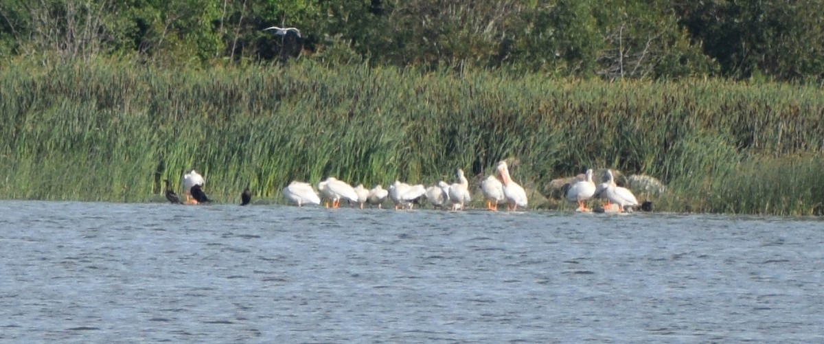 American White Pelican - ML641777547