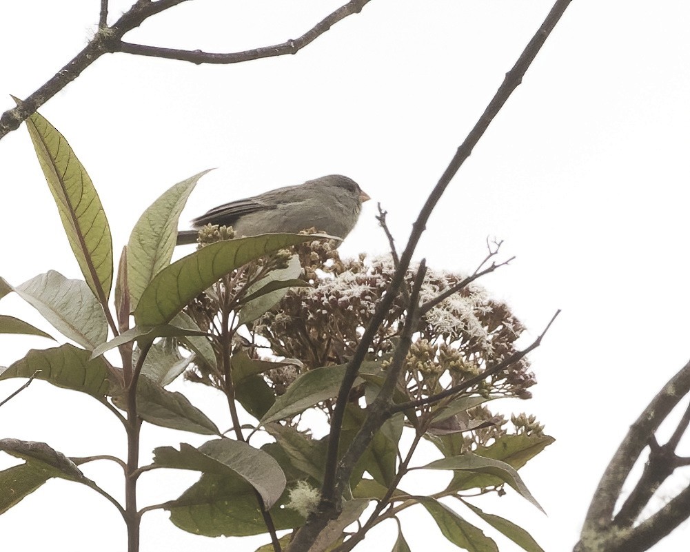 Plain-colored Seedeater - ML641777548