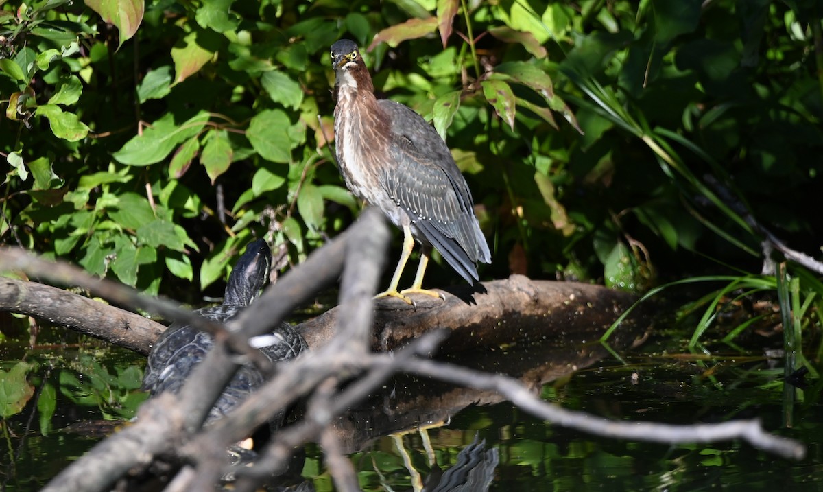 Green Heron - ML641777572