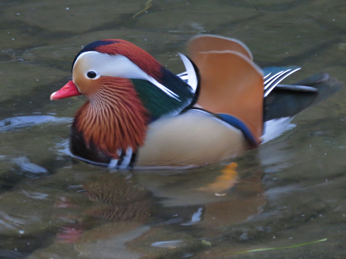 Mandarin Ördeği - ML641777578