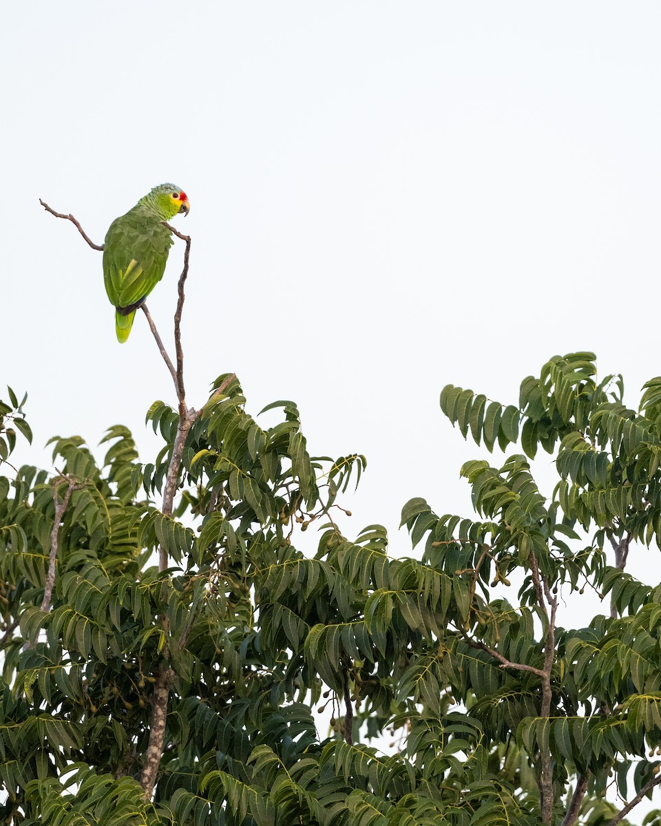 Red-lored Amazon - ML641777588