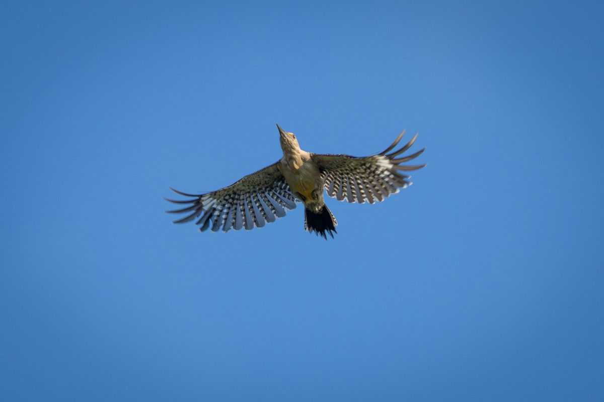 Golden-fronted Woodpecker - ML641777608