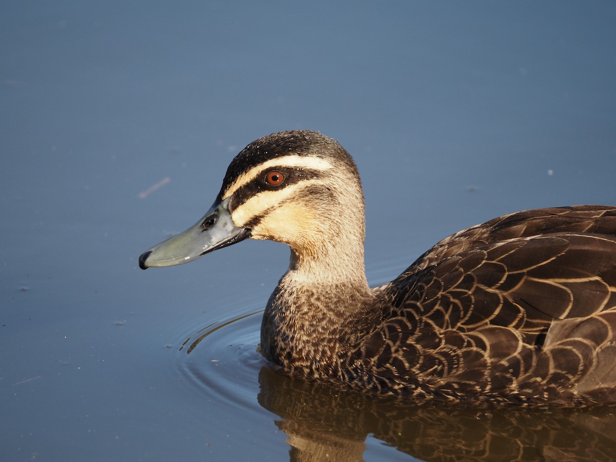 Pacific Black Duck - ML641777611