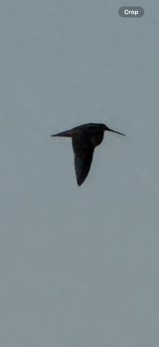 Solitary Sandpiper - ML641777612
