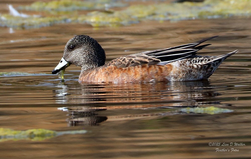 American Wigeon - ML641777614