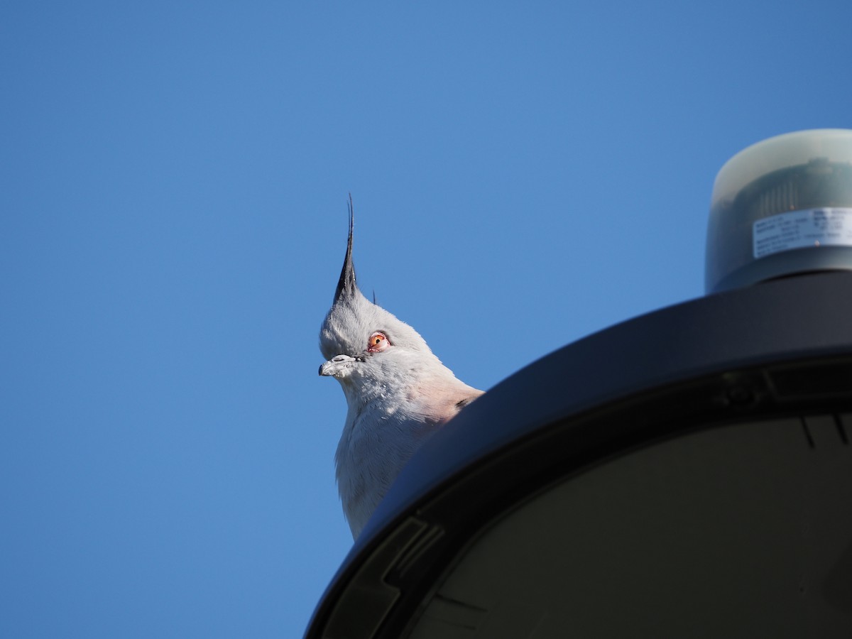 Crested Pigeon - ML641777622