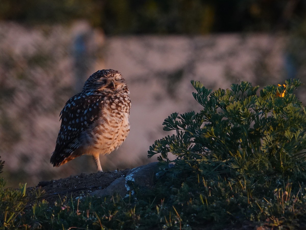 Burrowing Owl - ML641777638