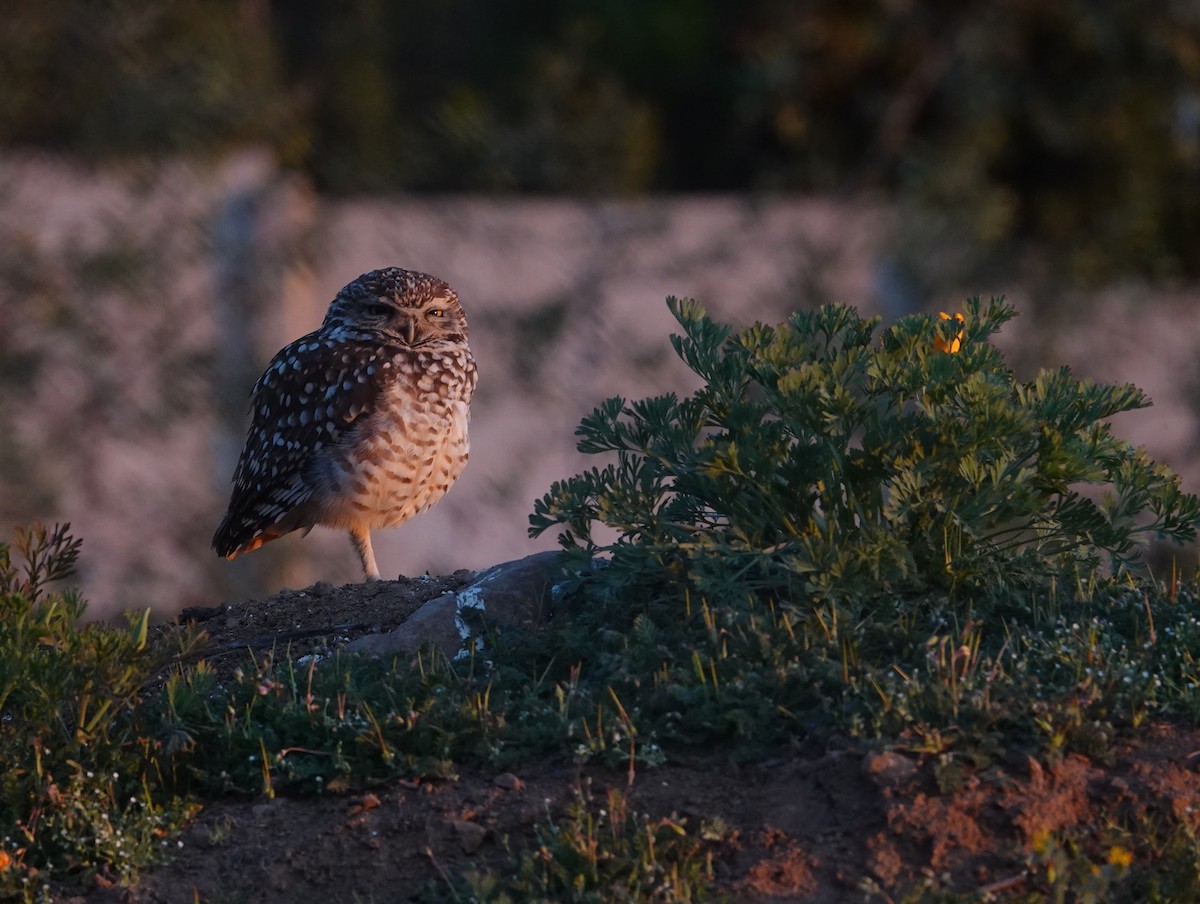 Burrowing Owl - ML641777639