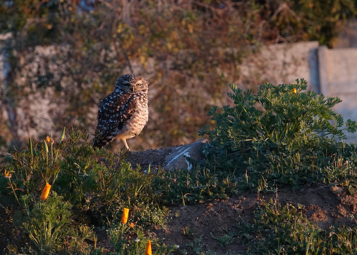 Burrowing Owl - ML641777640