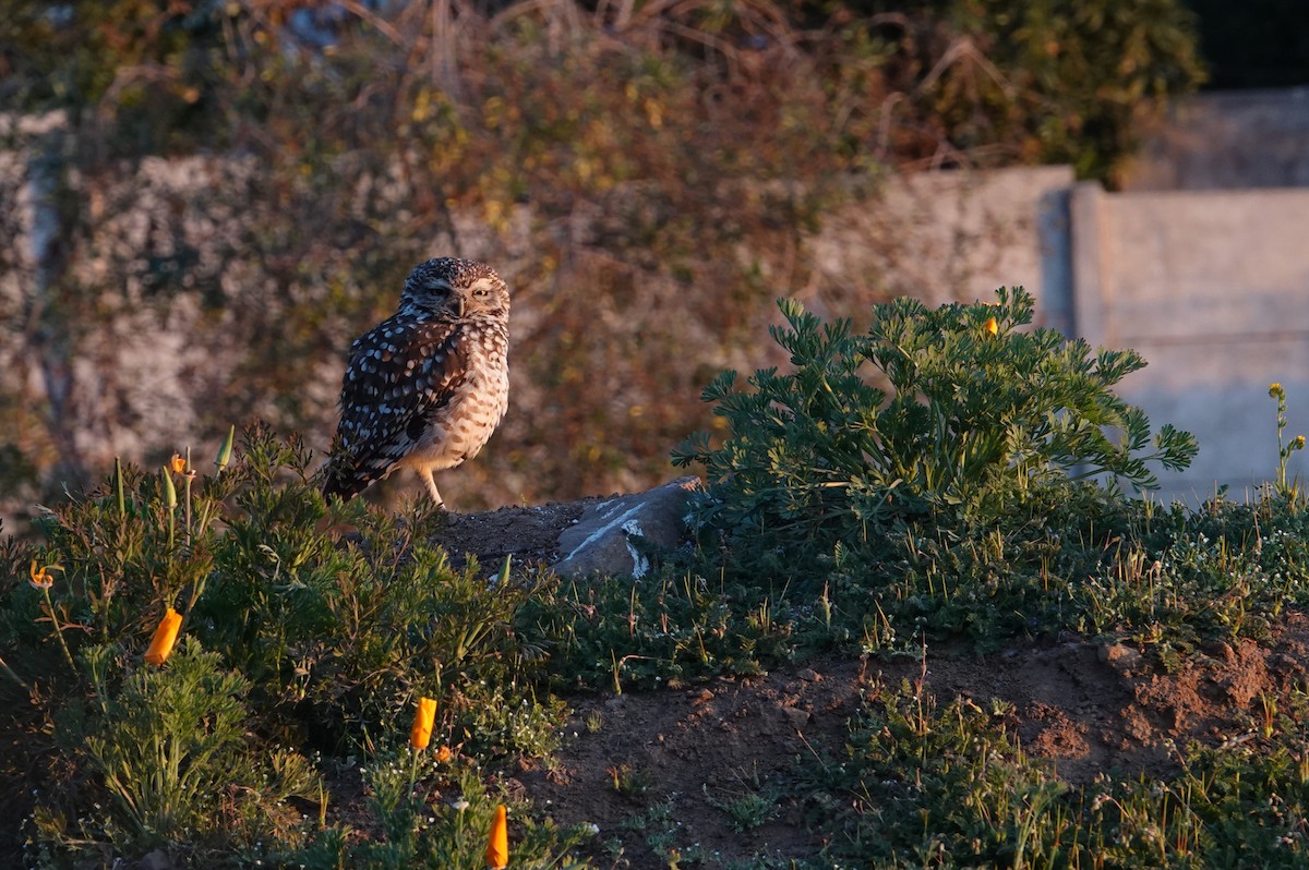 Burrowing Owl - ML641777641