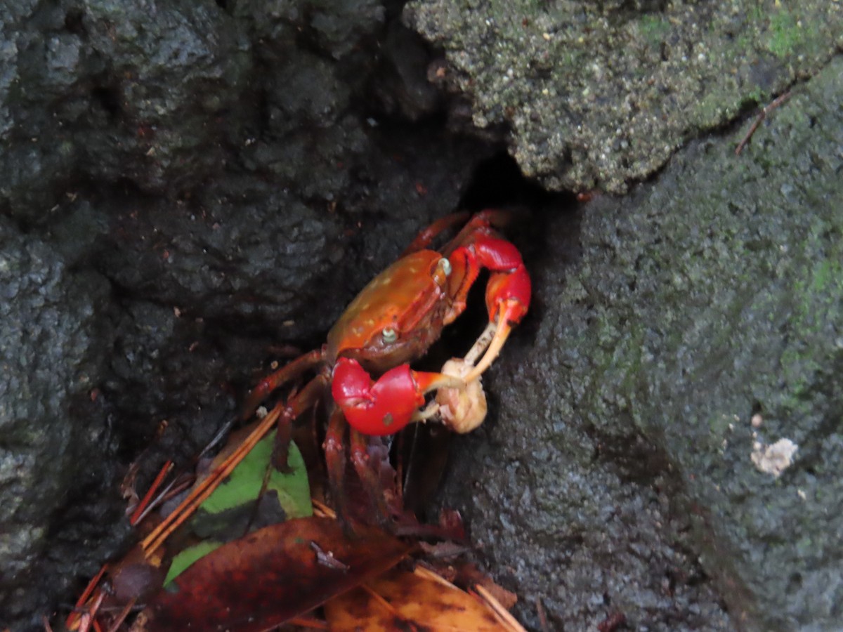 Red-clawed crab - ML641777643