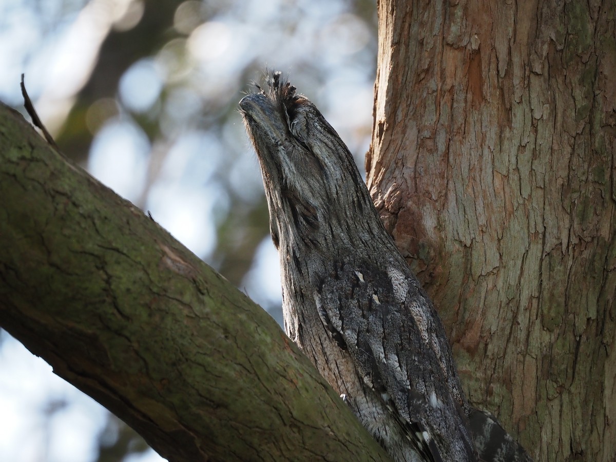 Tawny Frogmouth - ML641777644