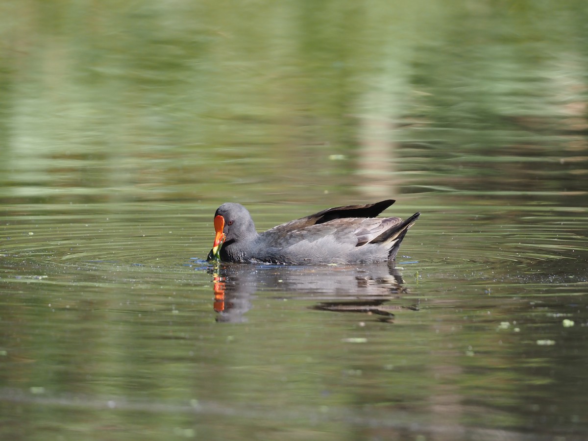 Dusky Moorhen - ML641777652